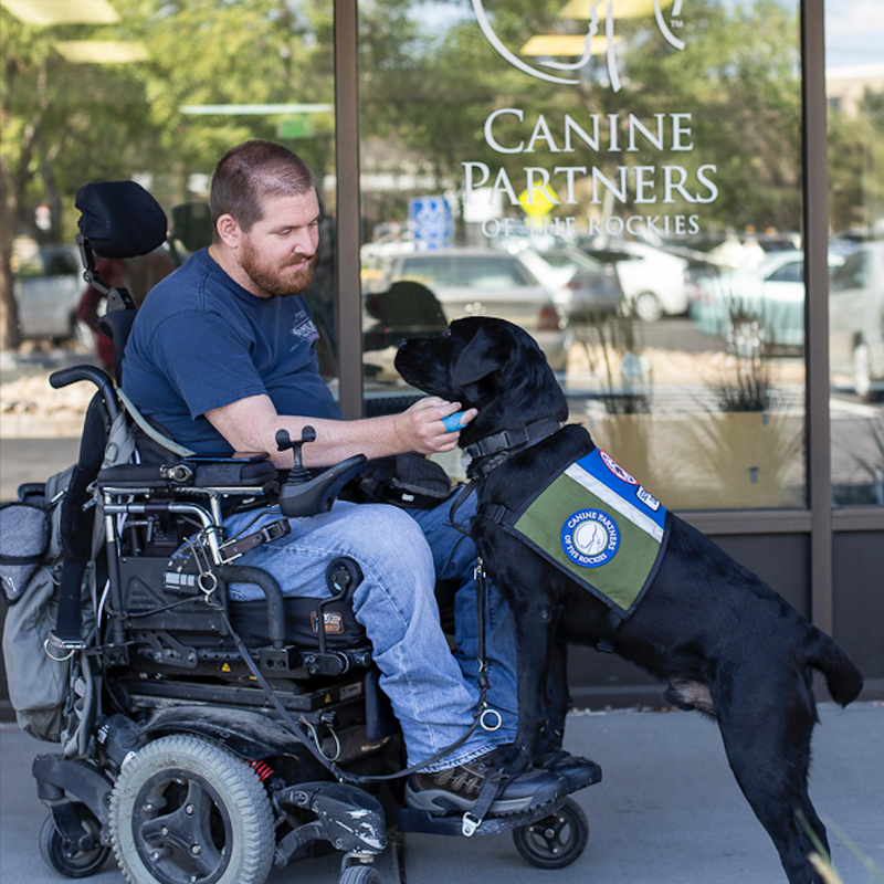 mobility service dogs