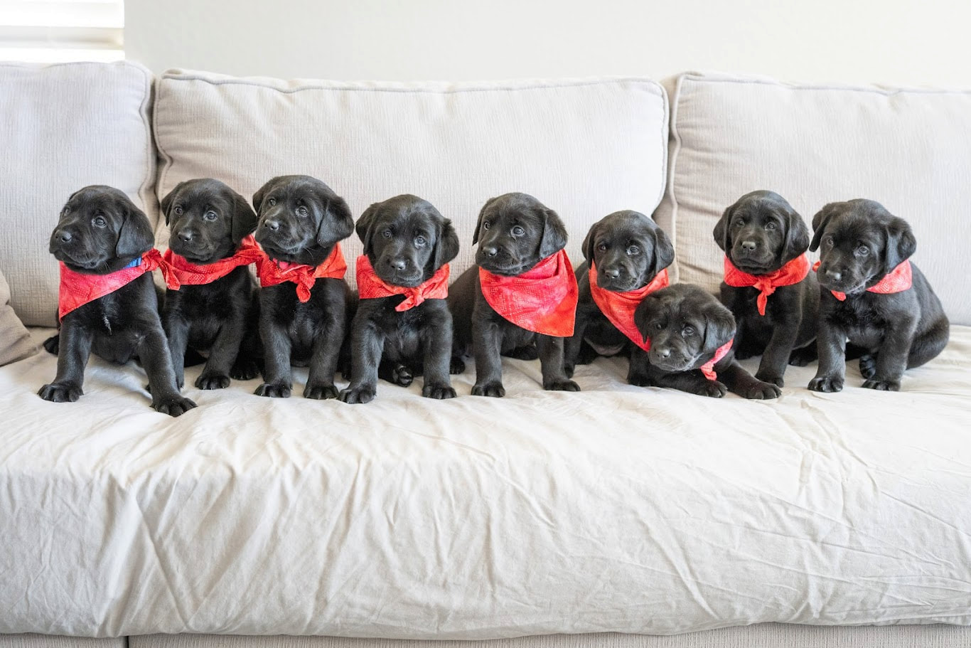 black lab puppies