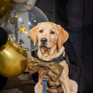 Canine Partners dog with bowtie